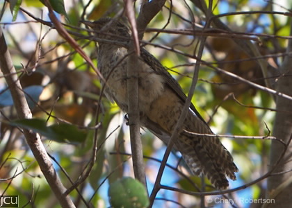 Cacomantis variolosus