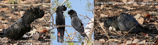 Images of cockatoos