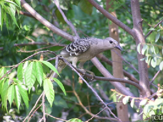 Great bowerbird