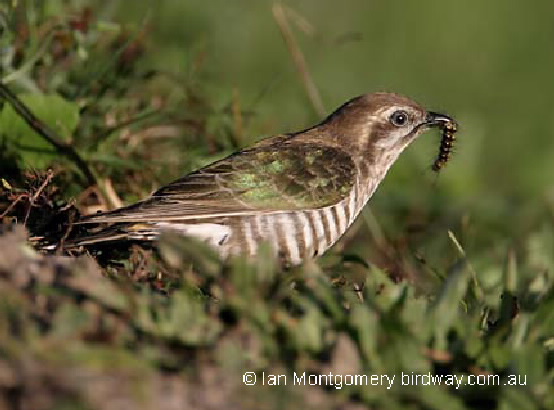 Horsfield's bronze cuckoo