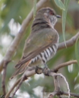 Chrysococcyx minutillus