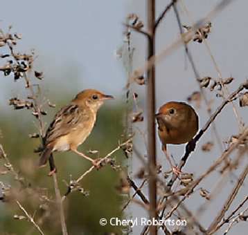 golden-headed cisticola