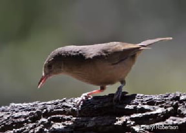 picture of perching bird
