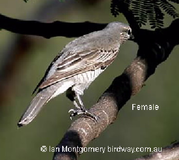 cicada bird