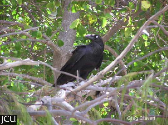 Corvus coronoides