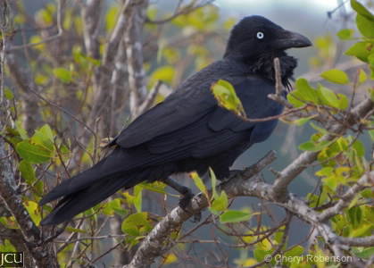 Corvus orru