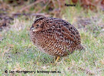 Female quail