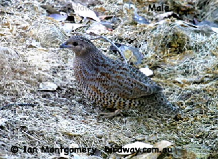 male quail