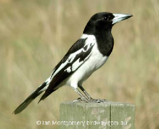 Pied Butcherbird
