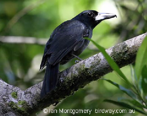 Black butcherbird