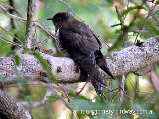 oriental cuckoo