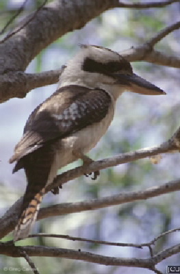 Dacelo novaeguineae