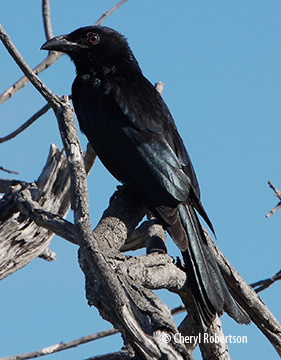 Drongo sitting in dead tree
