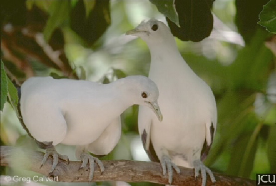Ducula bicolor