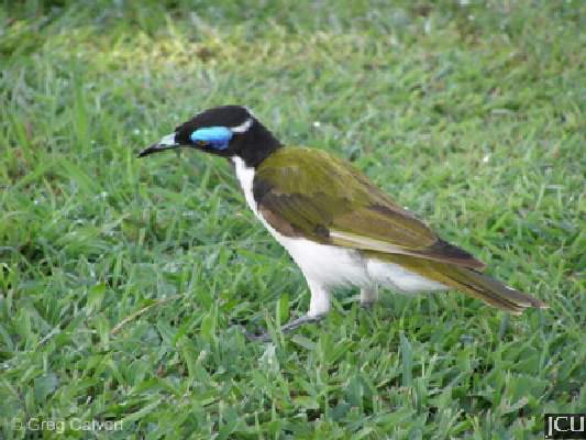 Entomyzon cyanotis