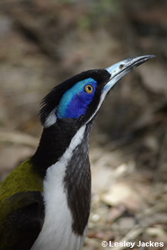 Image of Blue Faced Honeyeater