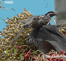 female
