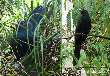 males