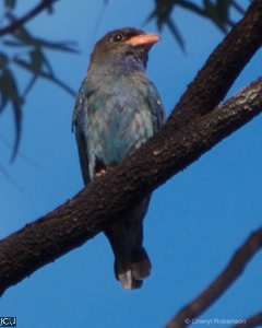 Eurystomus orientalis