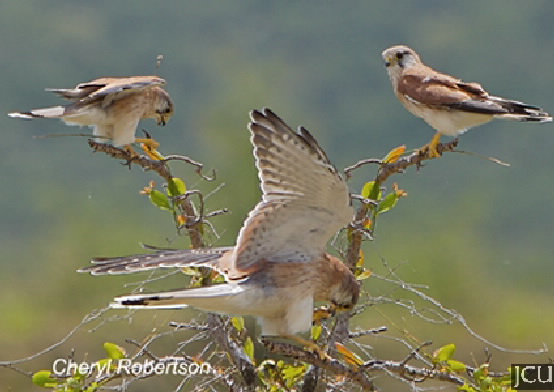 Falco cenchroides