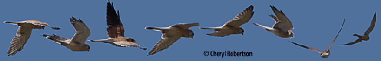Kestrels in flight