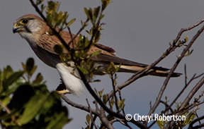 kestrel perching