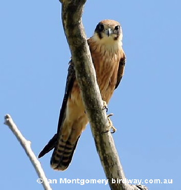 Australian hobby hawk