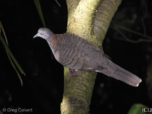 Geopelia humeralis