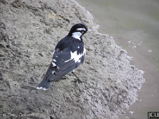 Grallina cyanoleuca