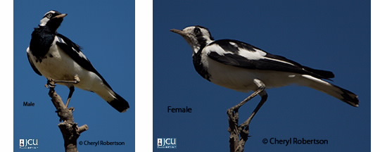 Additional images of Mud Larks