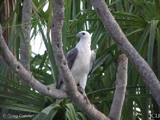 Haliaeetus leucogaster