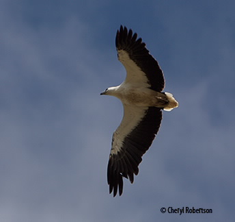 Sea eagle flying