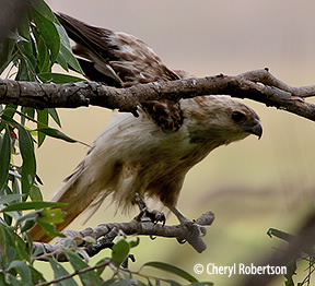 landing on branch