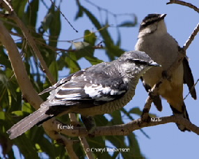 Varied trillers male and female