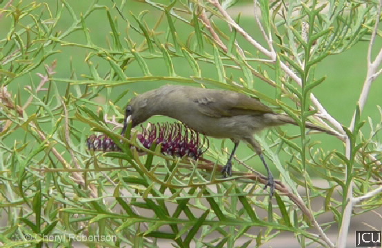 Lichenostomus unicolor