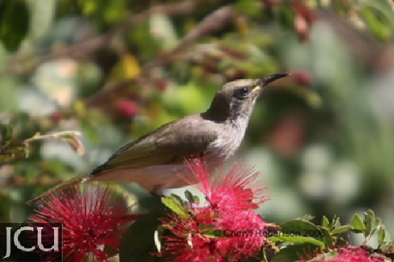 Lichmera indistincta