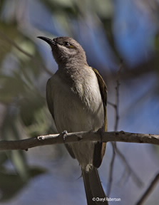 Brown Honeyeater perching.