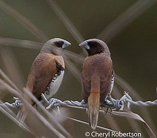 Pair on barbed wire