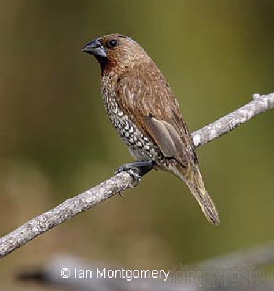 Image of Lonchura punctulata