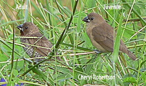 adult and juvenile
