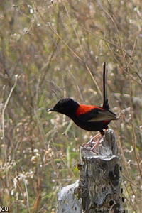 Malurus melanocephalus