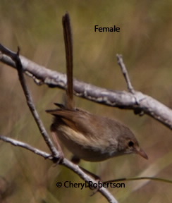 Female red-backed fairy wren