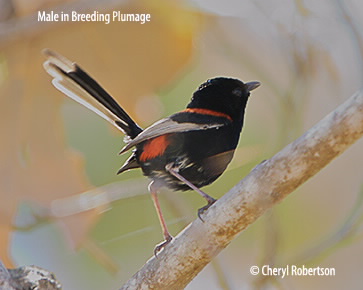 Male