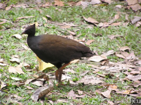 Megapodius reinwardt
