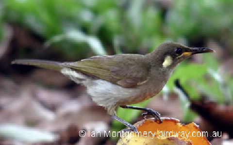 Graceful honeyeater