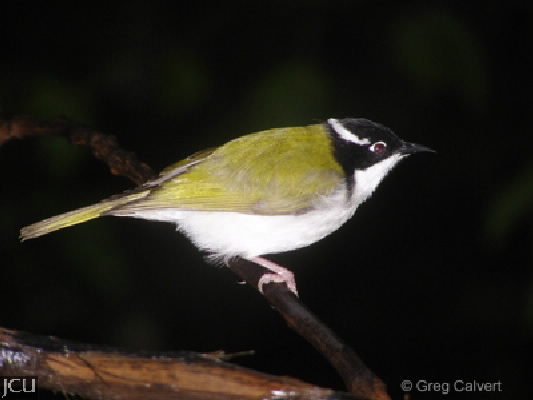 Melithreptus albogularis