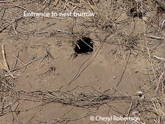 Entrance to bee-eater nest burrow