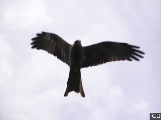 Milvus migrans
