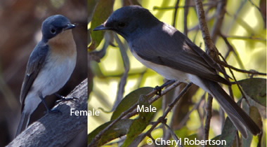 Leaden flycatcher male and female