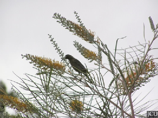 Myzomela obscura